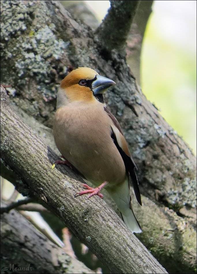 дубонос, Андрей Медведев