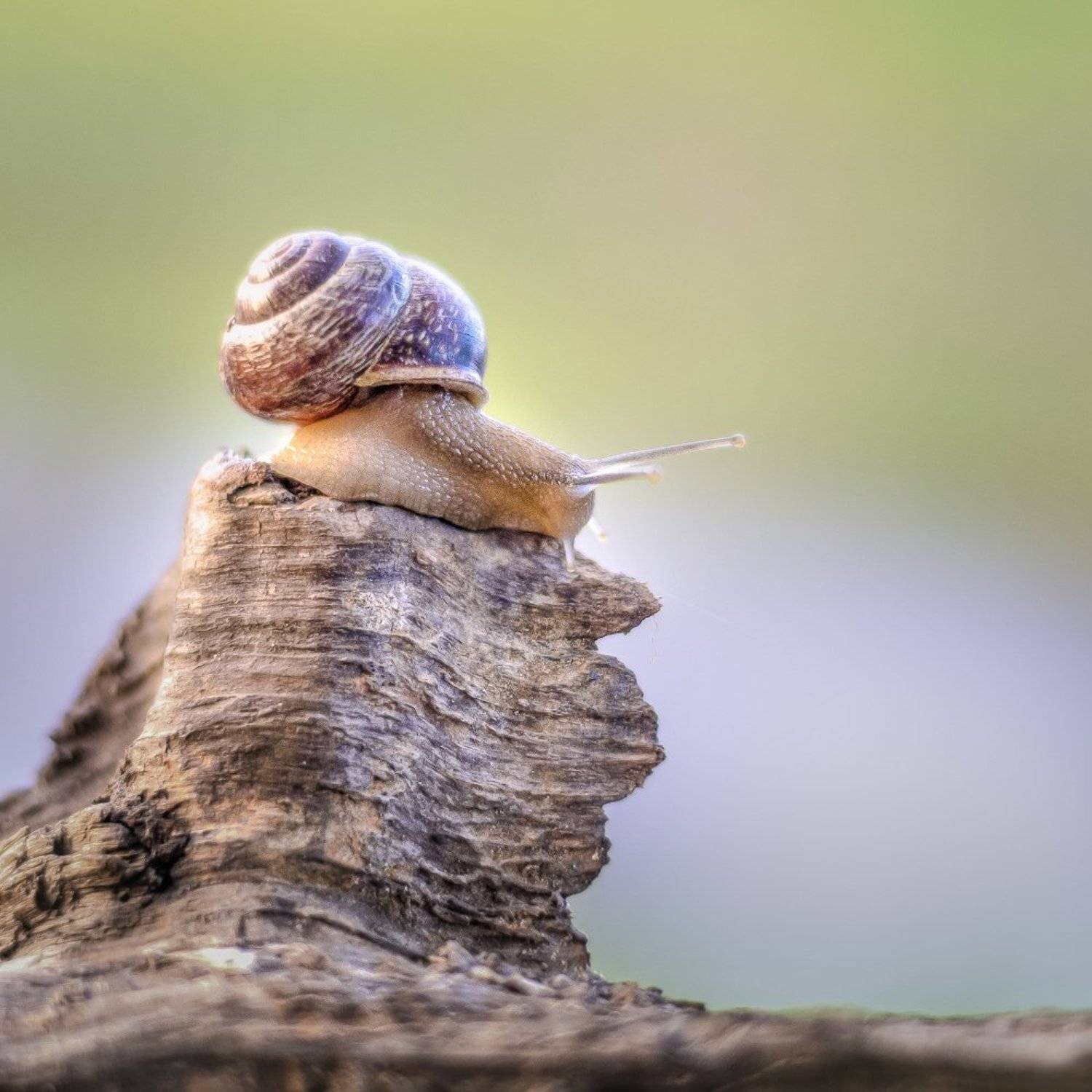 Животные, Макро, Улитка, Лидия Киприч