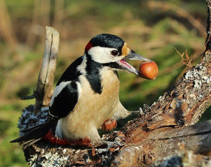 раздобыл фото превью