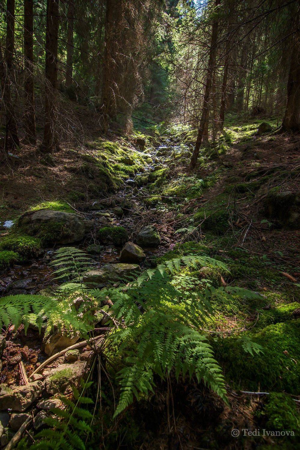 Landscape, Teodora Ivanova