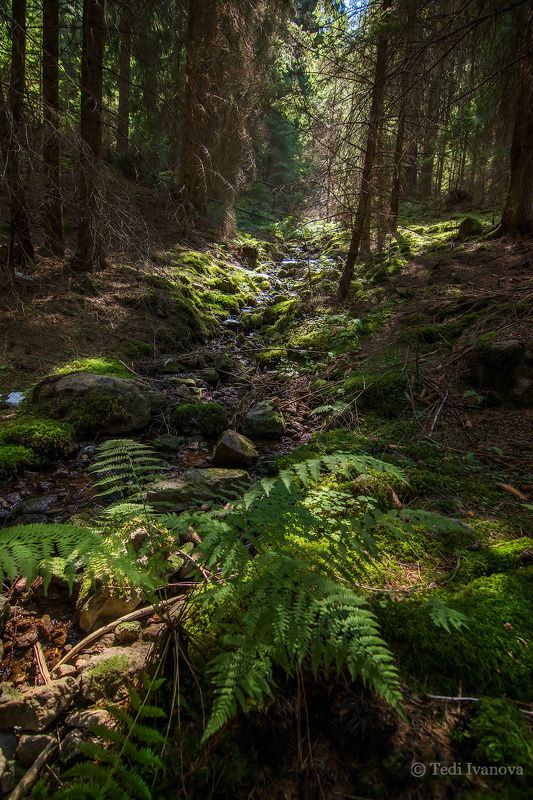 Landscape Тhe mysteries of the forest фото превью