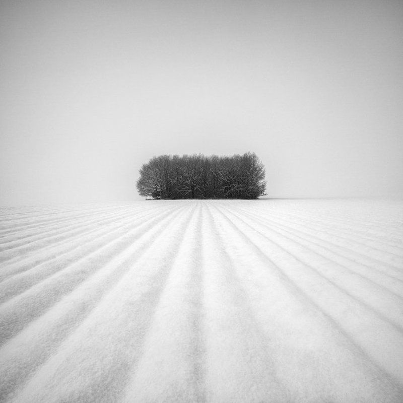 Black and white, Grove, Lines, Minimalism, Snow, Snowscape, Trees, Winter Winter Grove фото превью