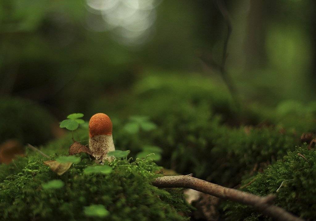 грибов; красная; Лесная; зеленая; красота; фото; мох; трава; листья; свет; фон;, Виктор