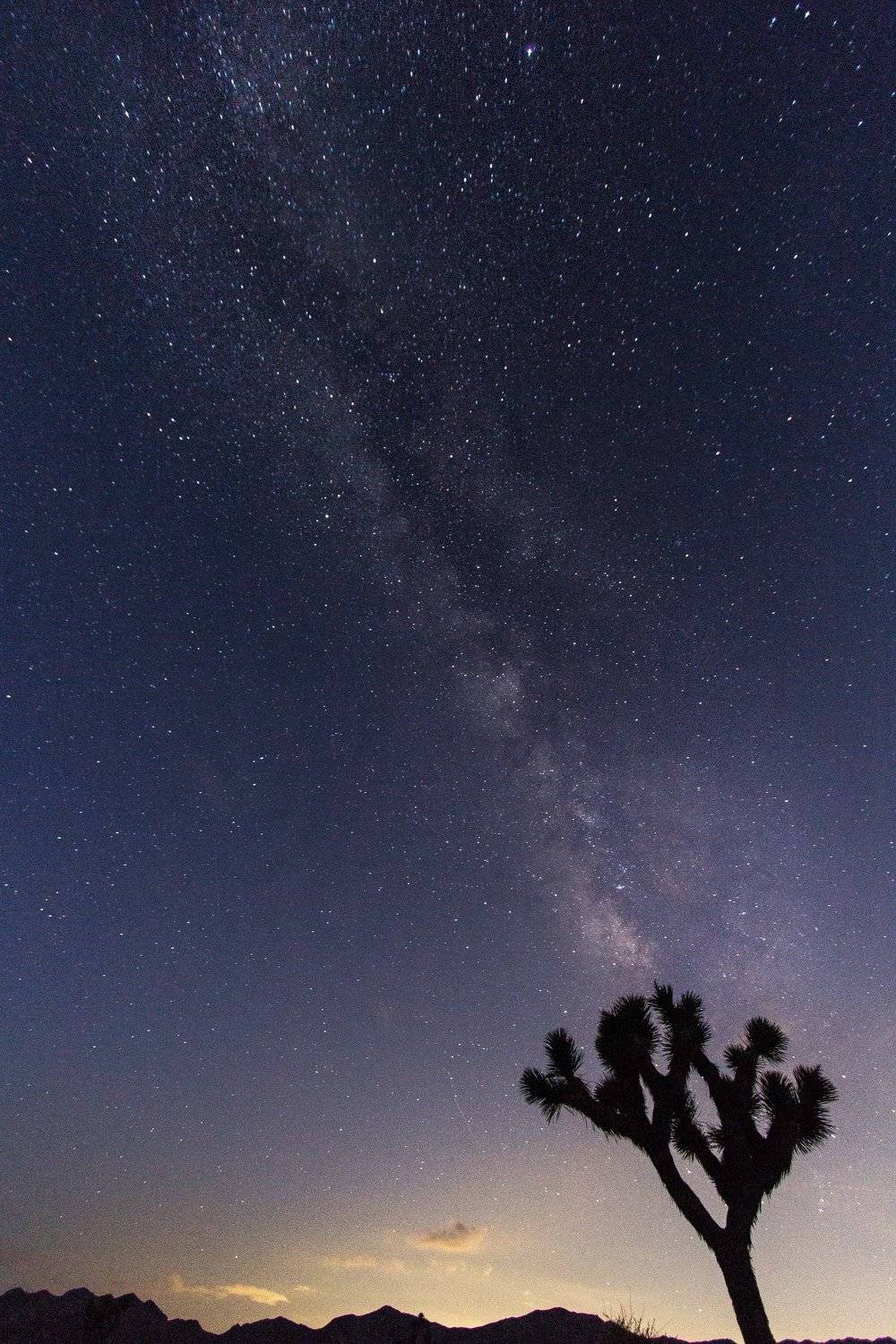 Milky way, joshua, joshua tree, stars, tree, night, sky, california, usa, Сергей Гарифуллин