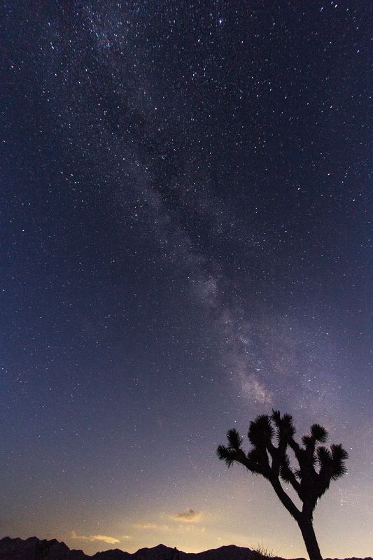 Milky way, joshua, joshua tree, stars, tree, night, sky, california, usa Milky way from Joshua tree park фото превью