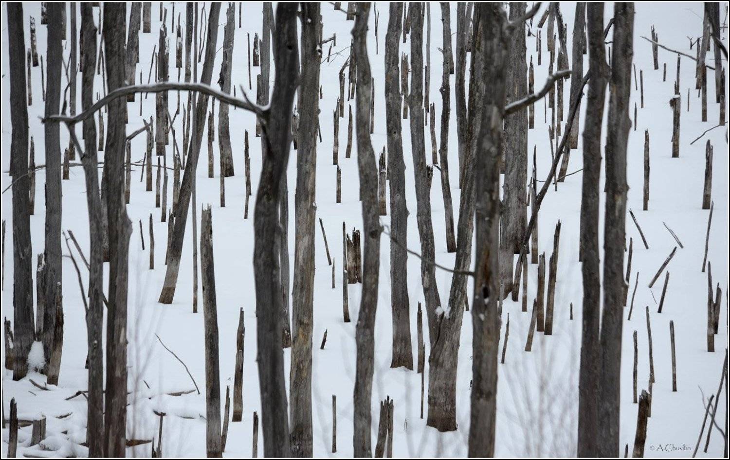 , Александр Чувилин