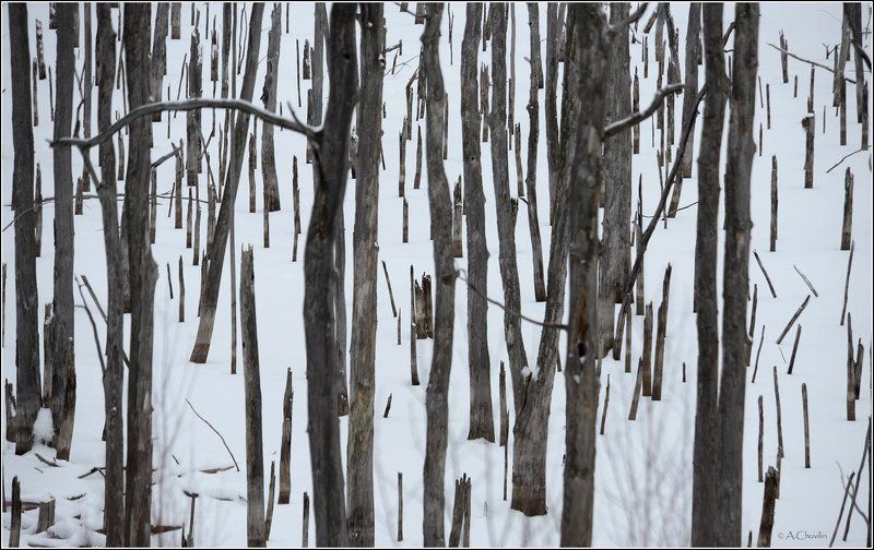 Январский лес фото превью