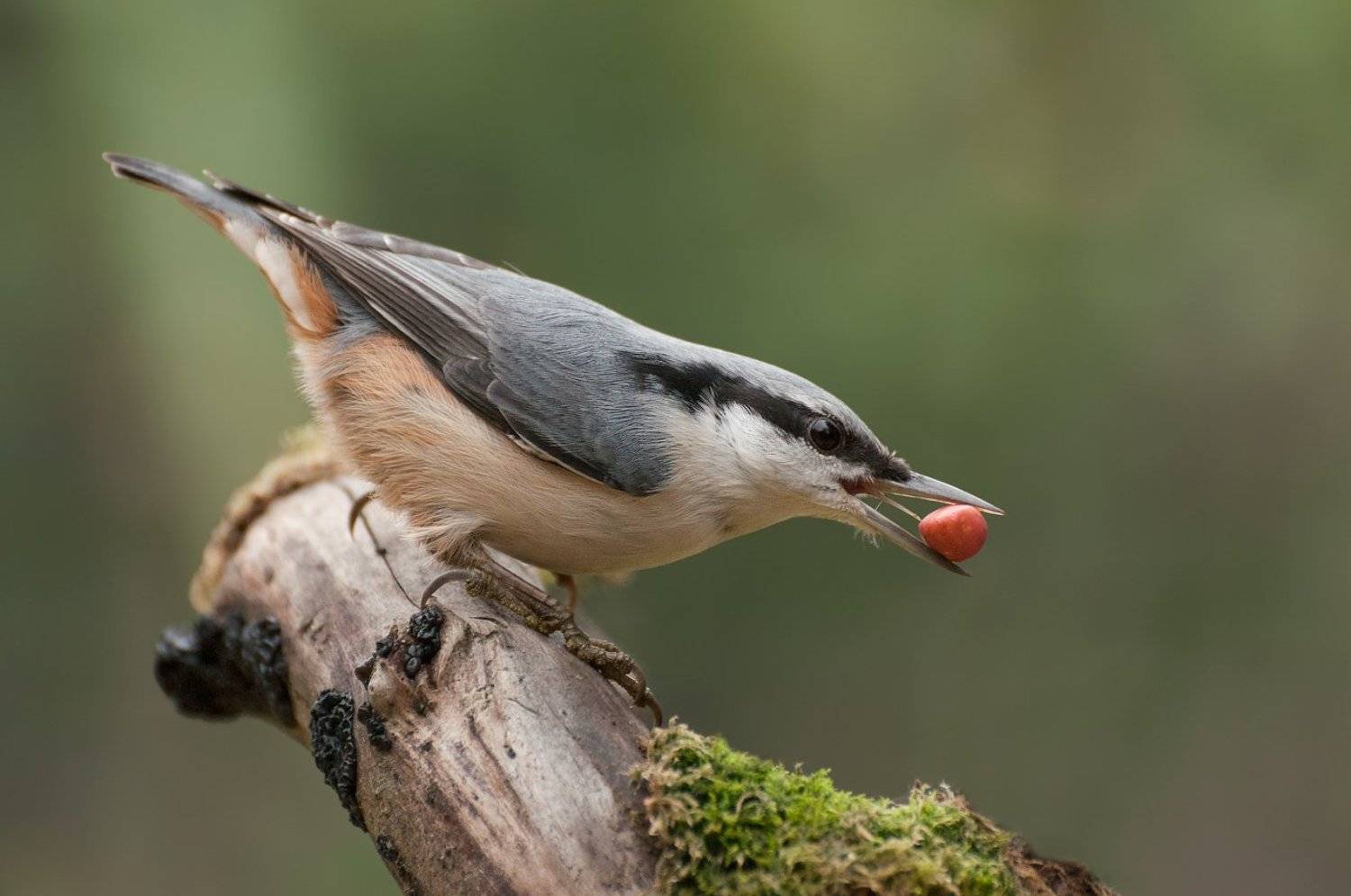 Поползень, Птица, Олег Тыркин