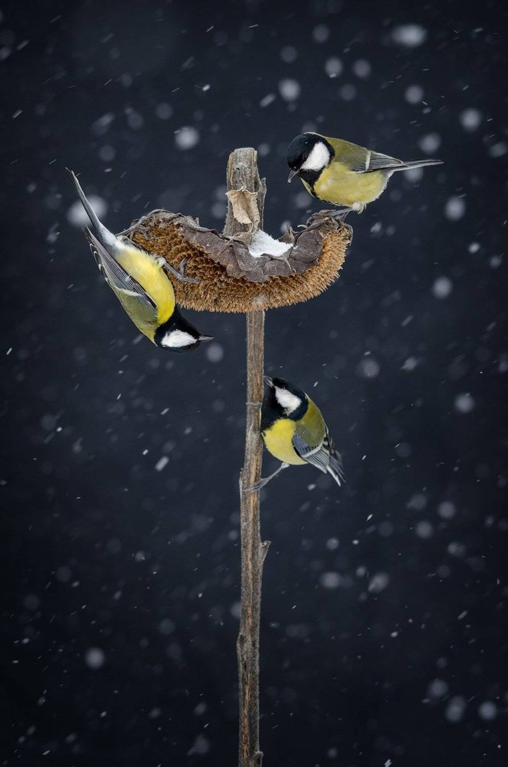 желтый, зима, синица, снег, Игорь