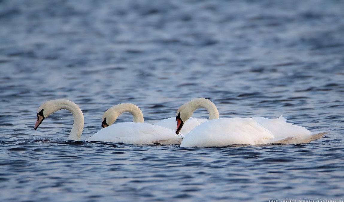 , Алексей Лобанов