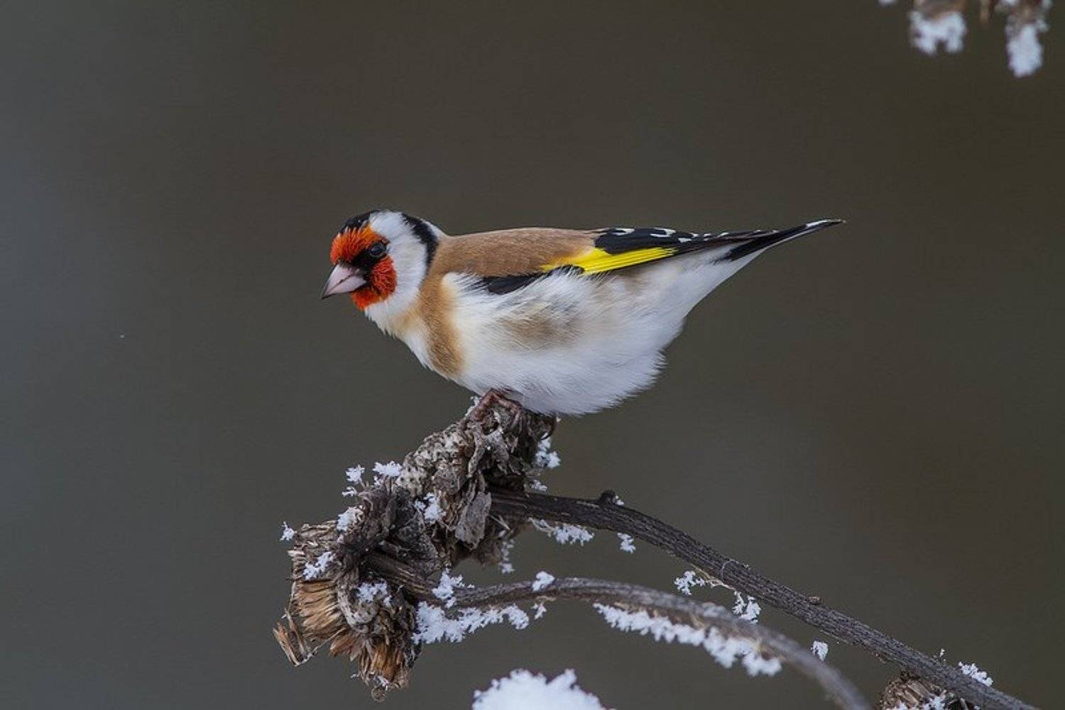 Щегол, птицы, Тесленко Игорь
