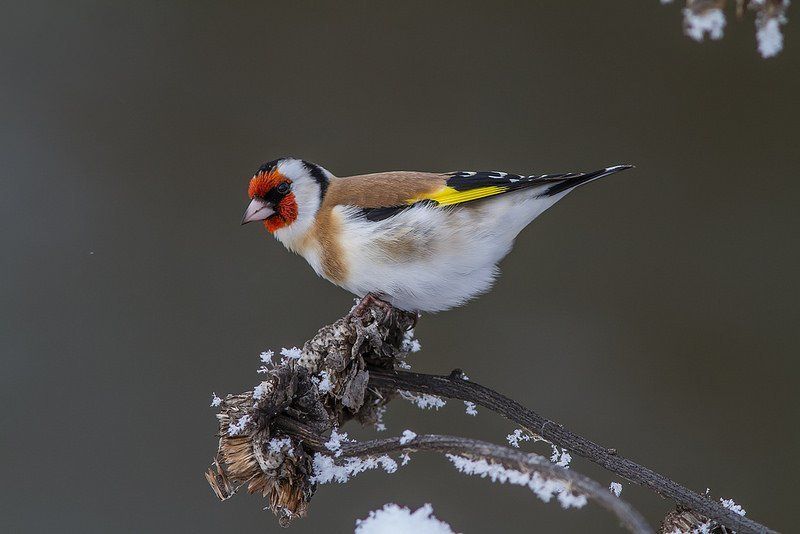 Щегол, птицы Щегол-самочка фото превью