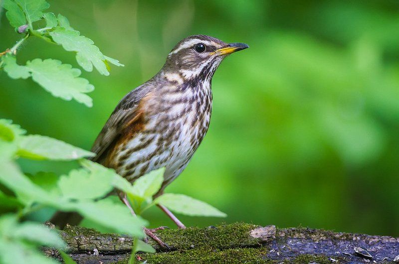 дрозд, белобровик, птицы, дикая природа, redwing, birds, wildlife Осторожный белобровик фото превью