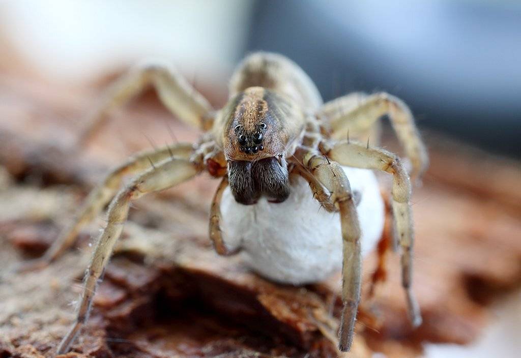 , Сергей Таланов