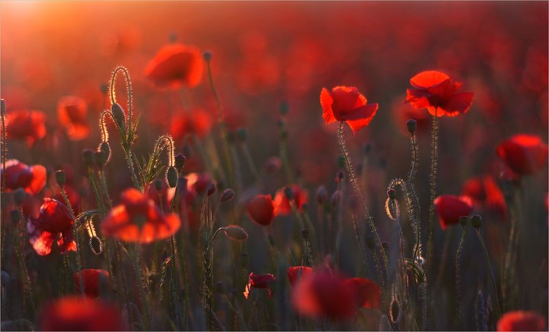 для тех -кто любит -красный мак фото превью