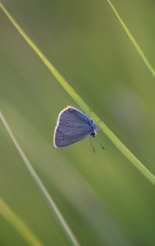 Параллели фото превью