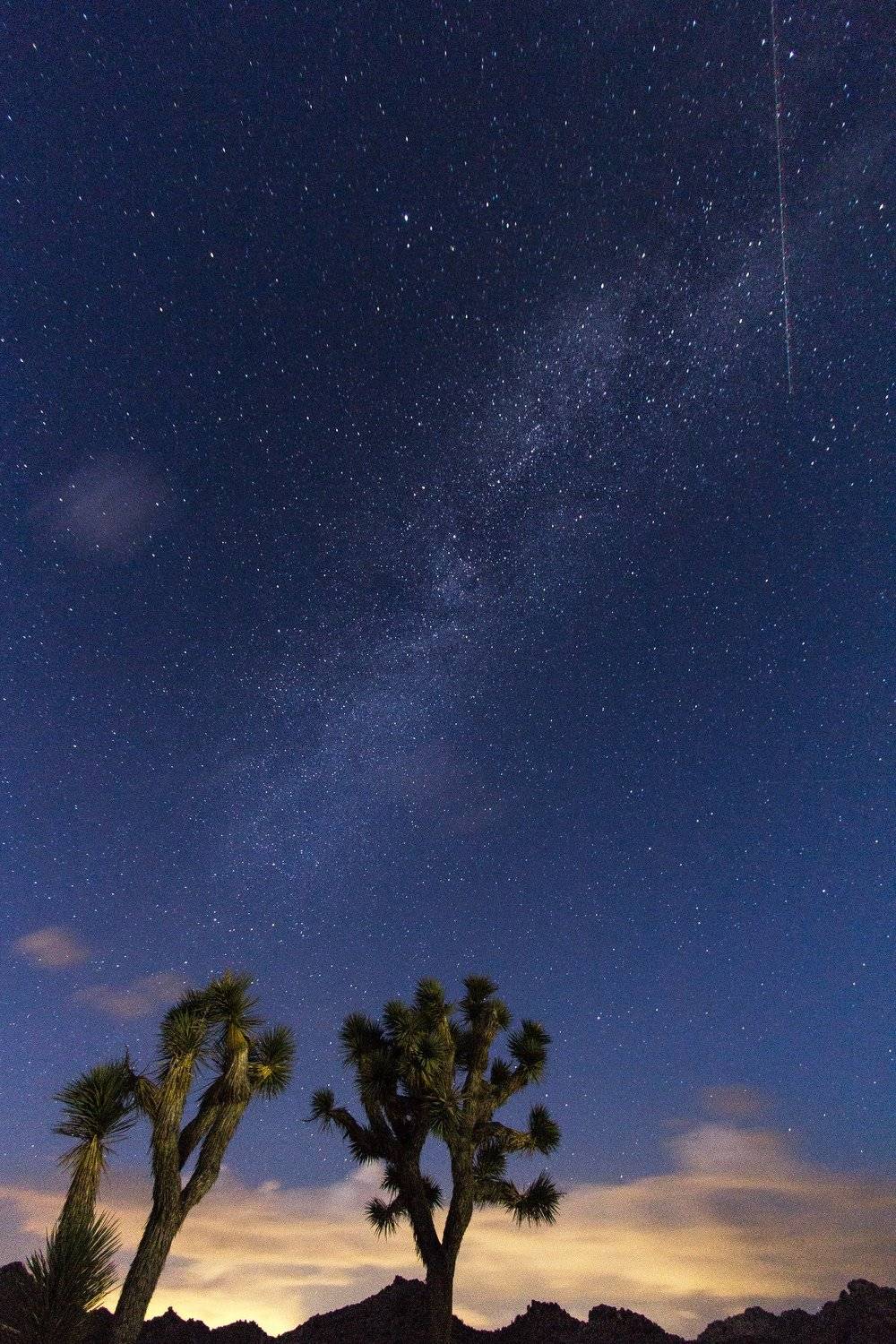 Milky way, joshua, joshua tree, stars, tree, night, sky, california, usa, Сергей Гарифуллин