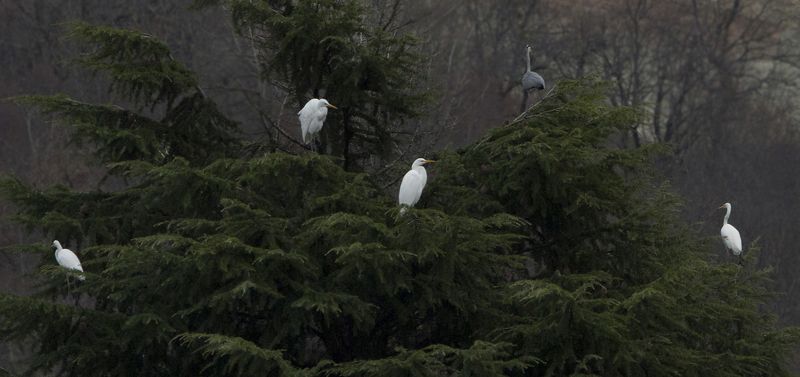 Новогодние игрушки фото превью