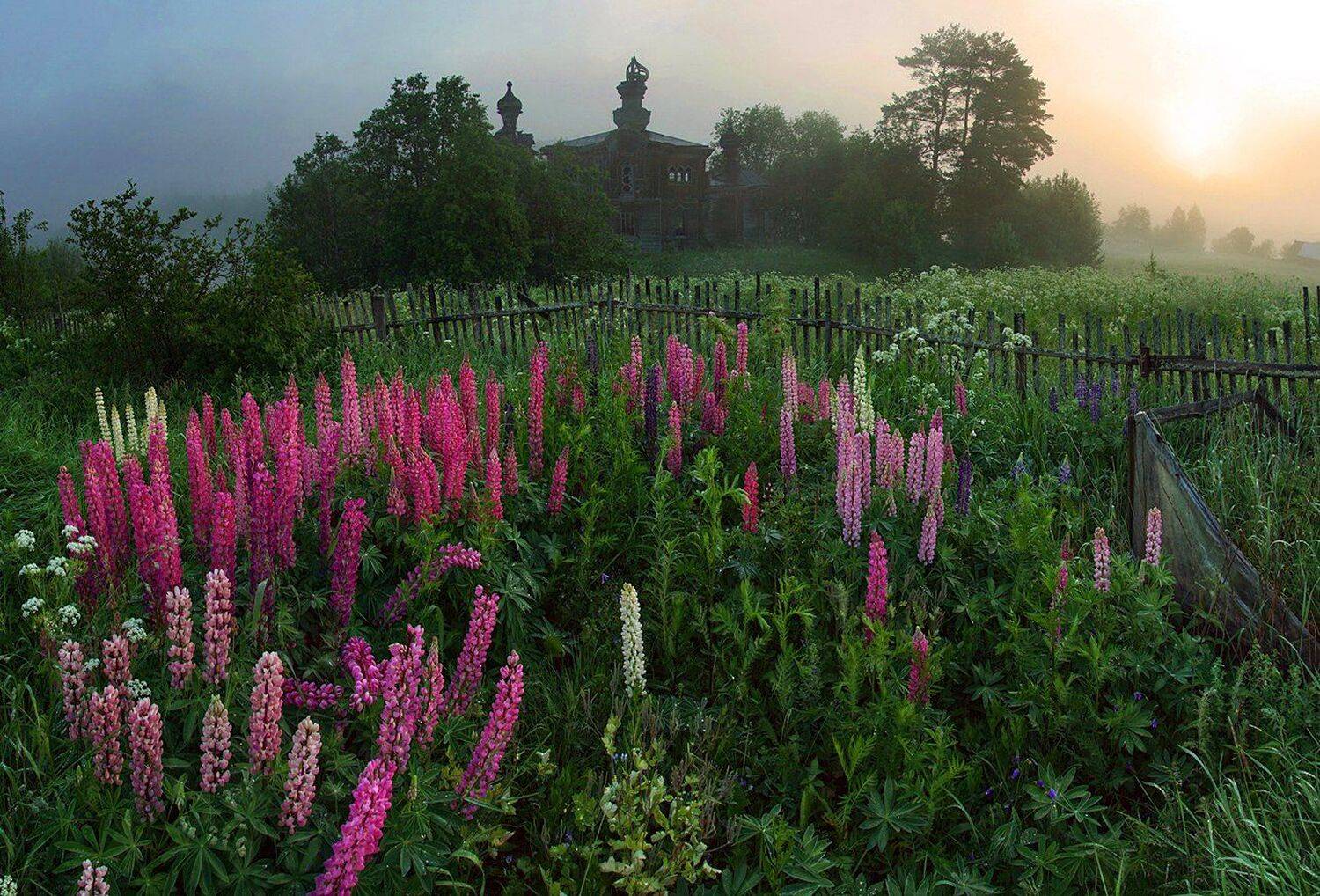 , Петр Косых