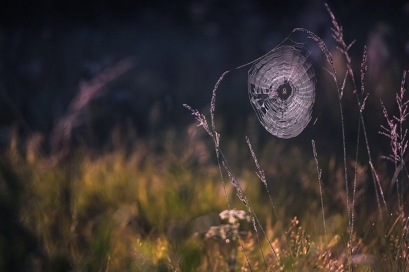 Раскинет осень сеть из паутины фото превью