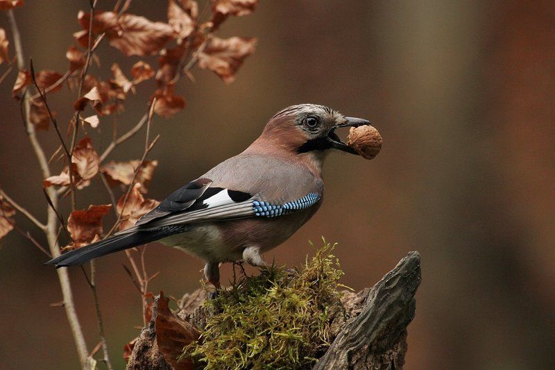 Garrulus glandarius фото превью