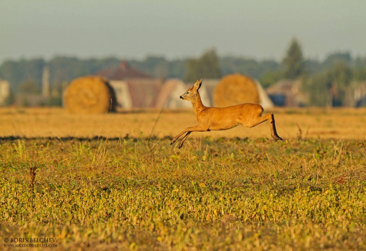 , Борис Белчев