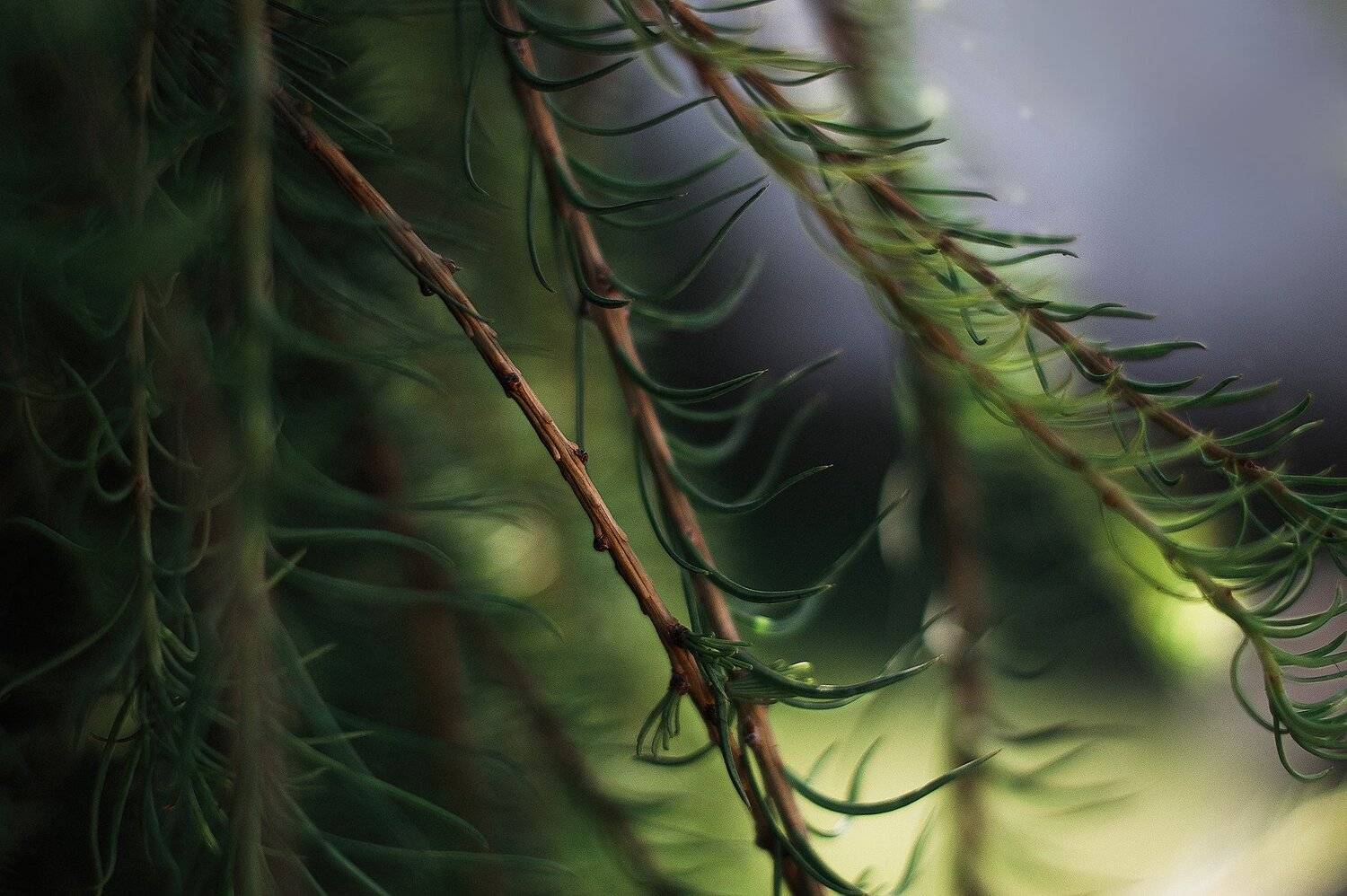 tree, лето, дерево, ветка, ветки, summer, Парбукова Анна