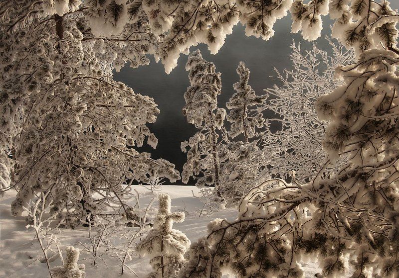 У морозного Енисея. фото превью