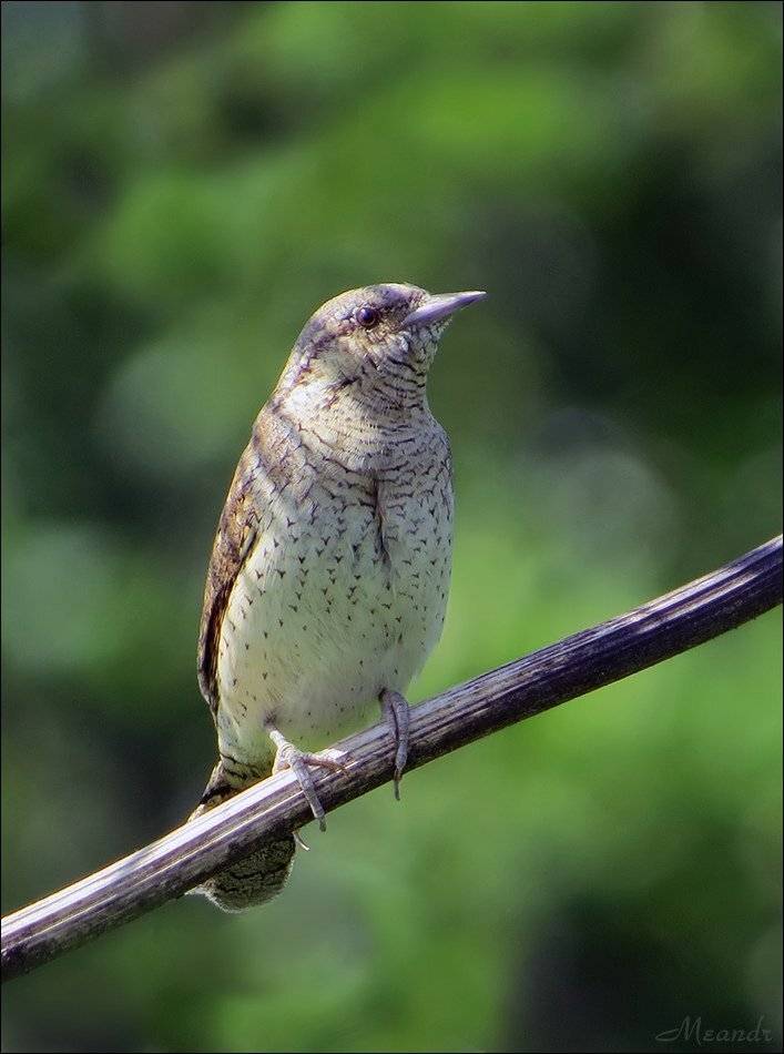 вертишейка, Андрей Медведев