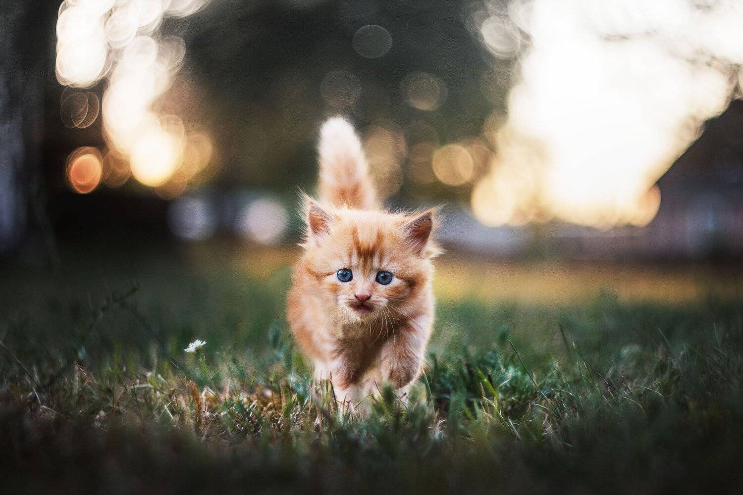 лето кот котенок рыжик деревня боке гелиос summer cat helios, Татьяна Афиногенова