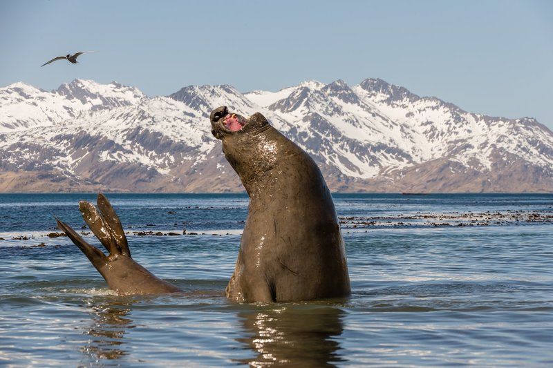 Антарктика, Морской слон, Южная Георгия В ударе... фото превью