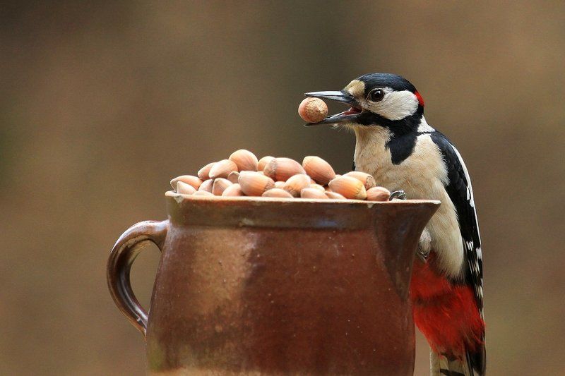 Lover nuts фото превью