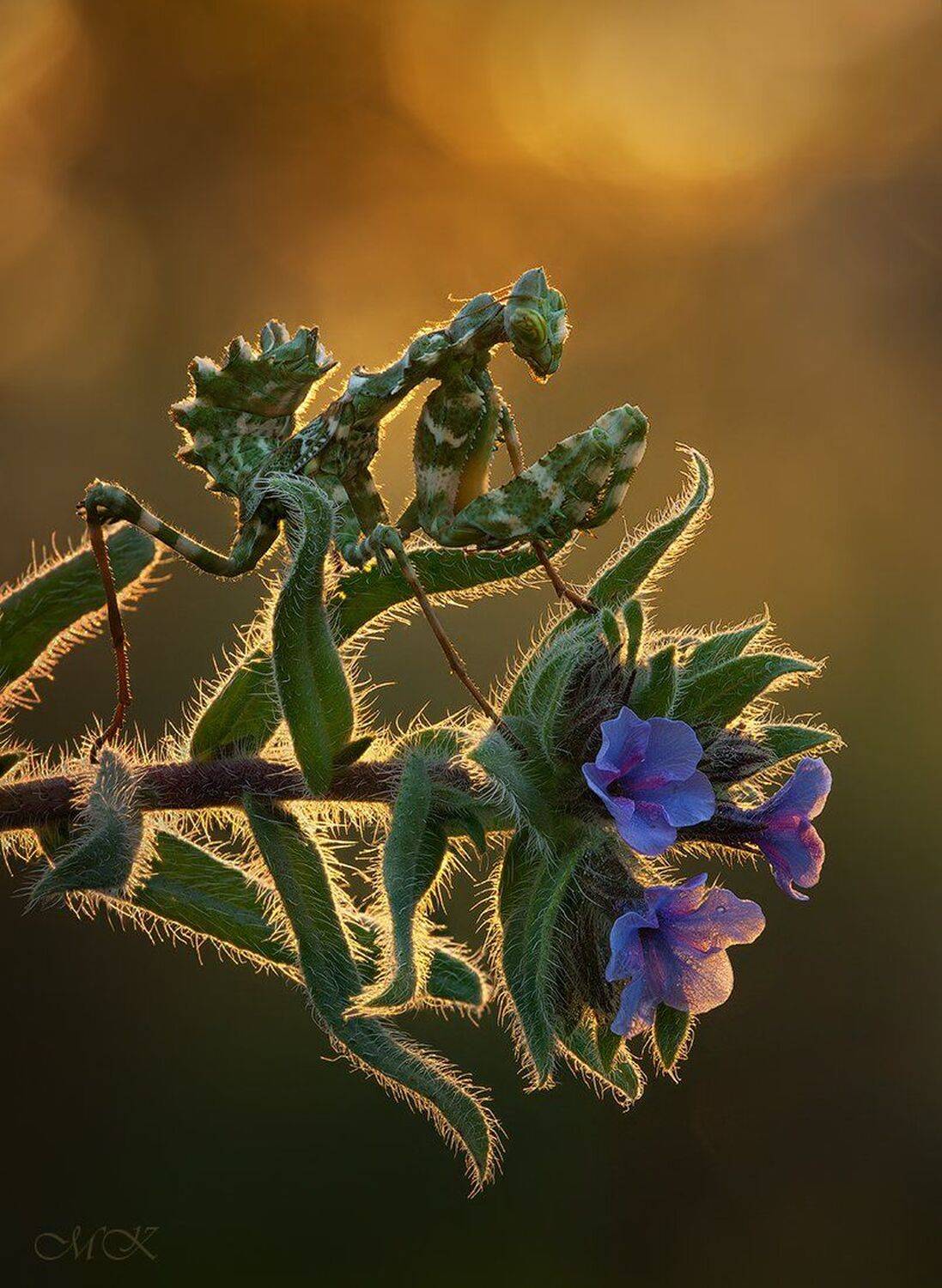 Blepharopsis mendica, Блефаропсис, Miron Karlinsky
