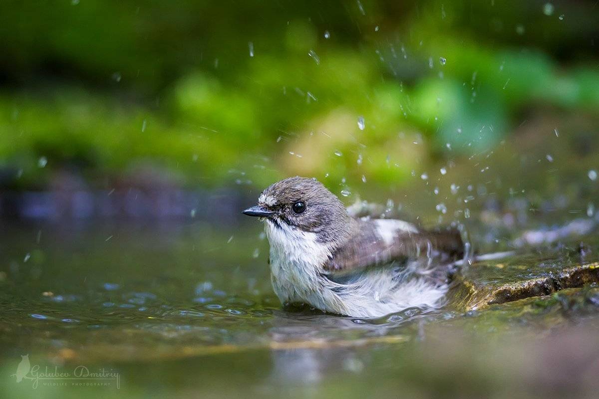 мухоловка, мухоловка-пеструшка, птицы, дикая природа, водопой, birds, wildlife, Голубев Дмитрий