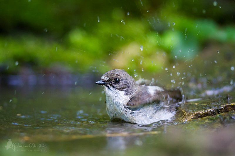 мухоловка, мухоловка-пеструшка, птицы, дикая природа, водопой, birds, wildlife Мухоловка пеструшка в душе.. фото превью