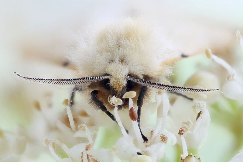 Усы фото превью