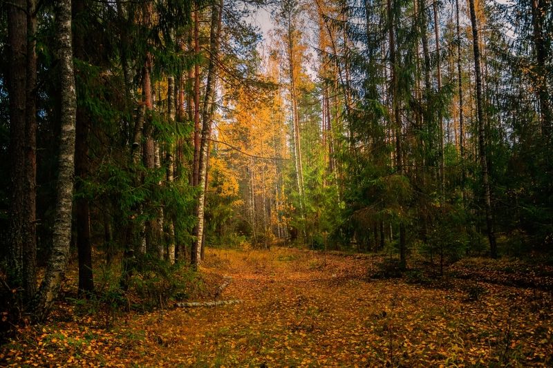 природа. времена года, осень, золотая осень, осень в лесу, леса россии, оснний лес, дорога в лесу, листопад, желтые листья, осень фото превью