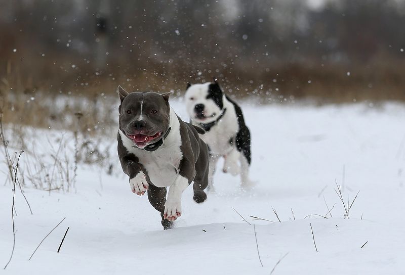 #animals, #dog, #nature, #snow, #winter, #зима, #прогулка, #снег, #собака, #стаффордширский терьер На прогулке... фото превью