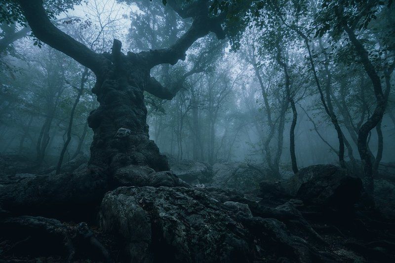 ай-петри, клён стевена, крым Окаменелое дерево с духом Ай-Петри фото превью