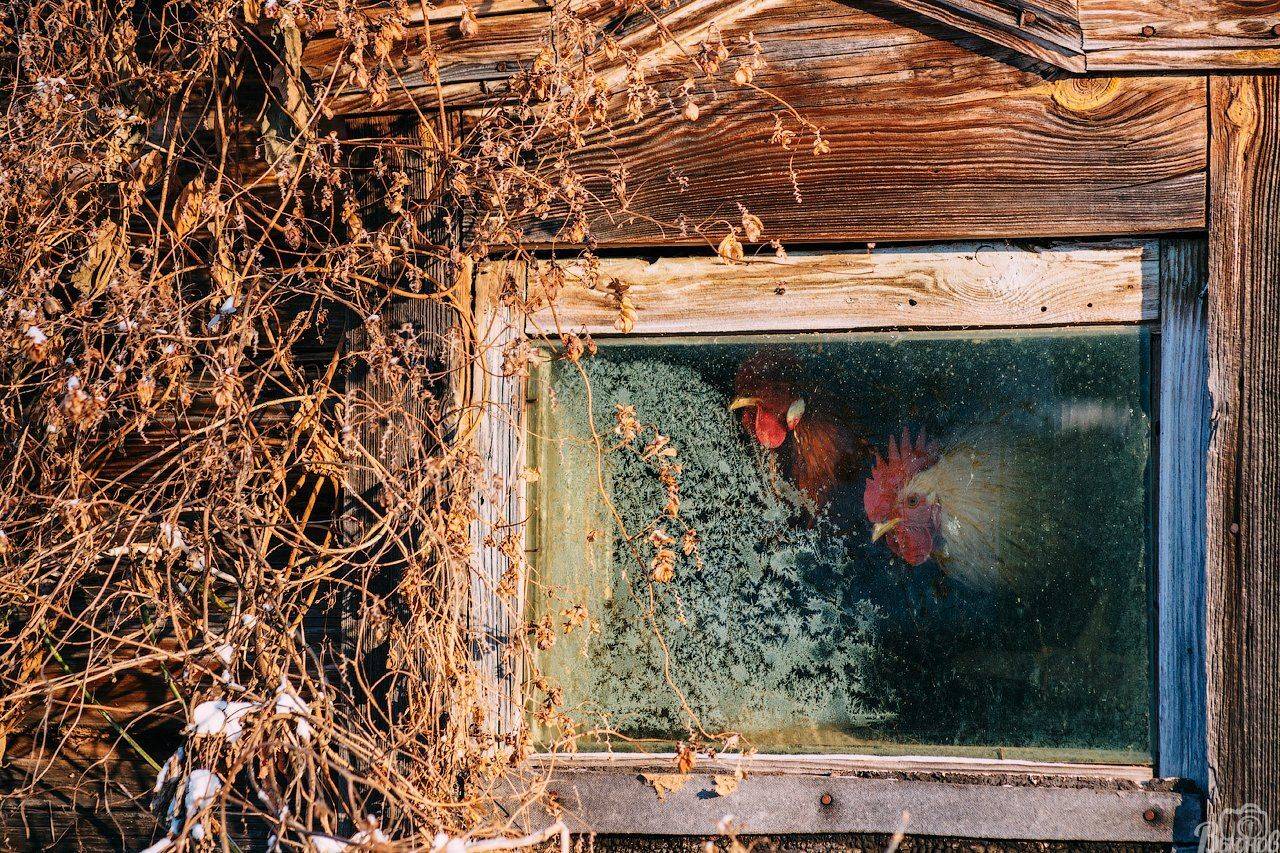 Деревня, Животные, Моршанский район, Петух, Петухи, Провинция, Сергей Вьюнов