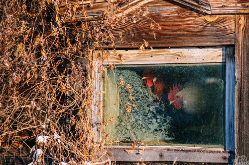 Наблюдатели провинции!