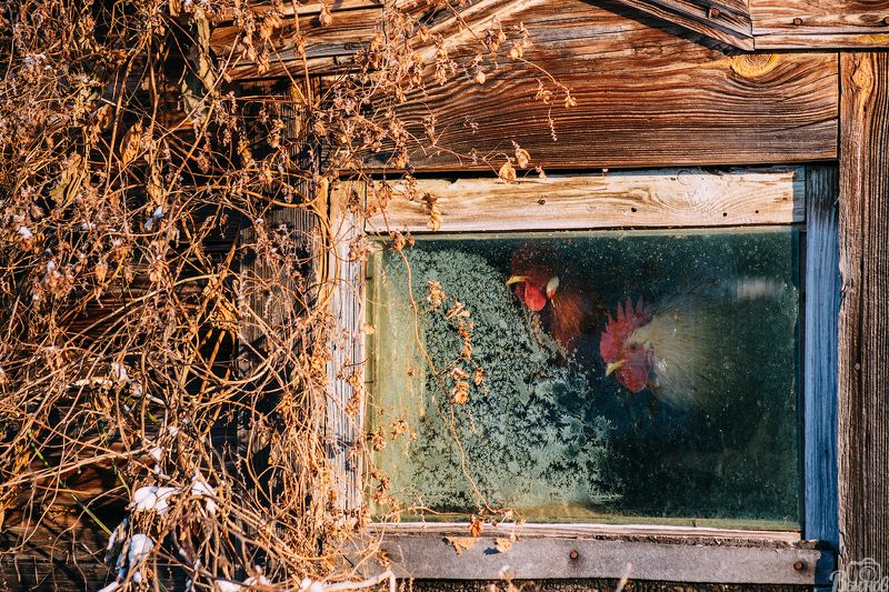 Наблюдатели провинции! фото превью