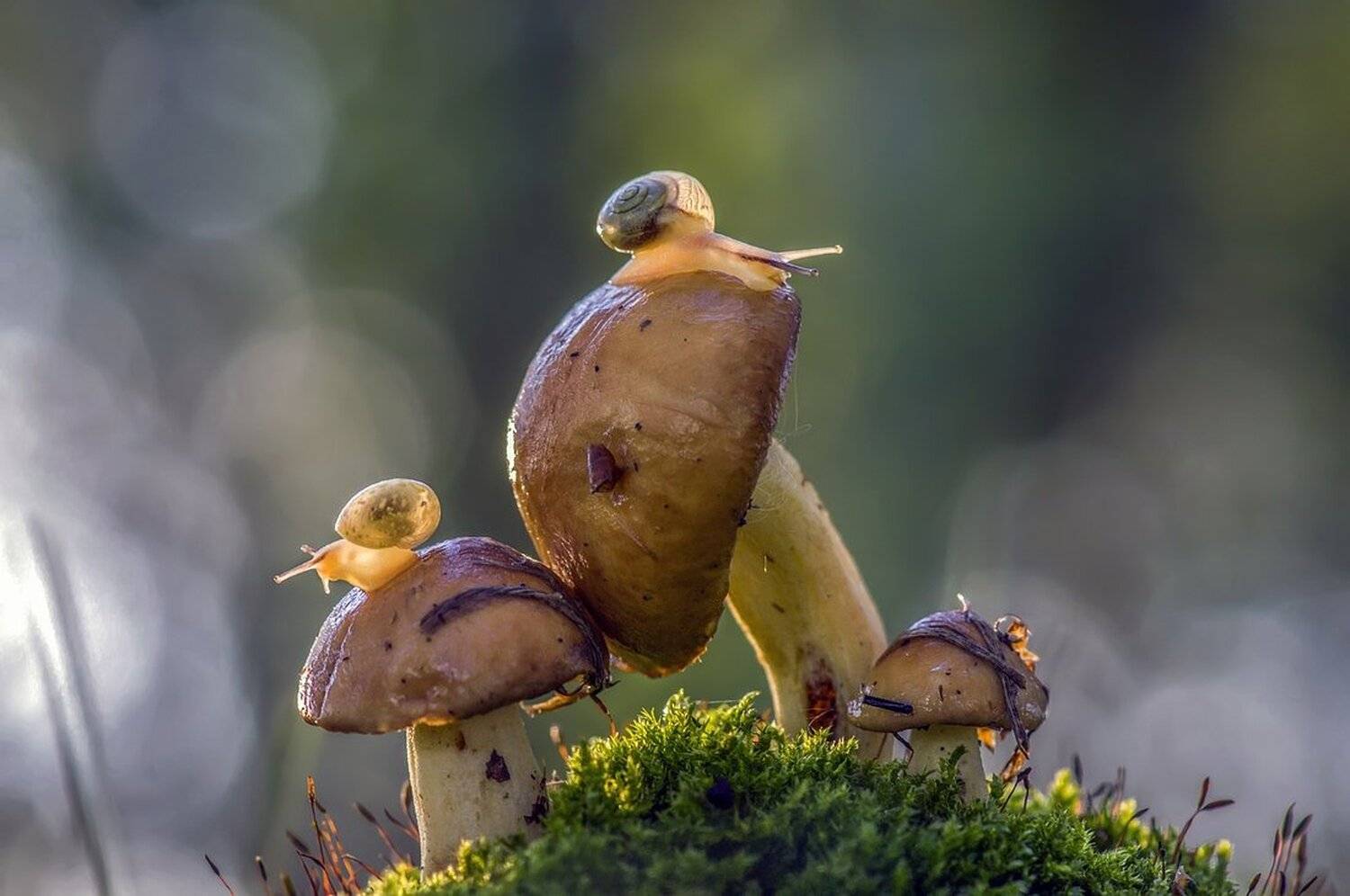 , Анатольевич