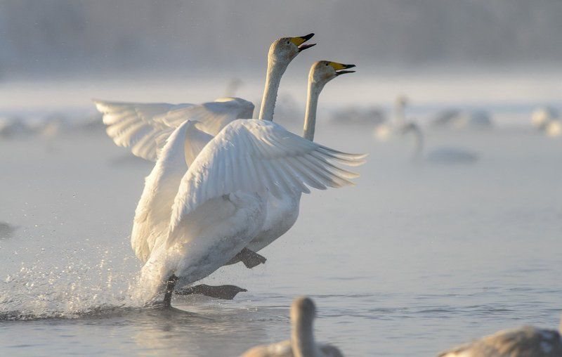 лебедь, январь, кликун, 2016, зима, Алтай, озеро Фотофиниш фото превью