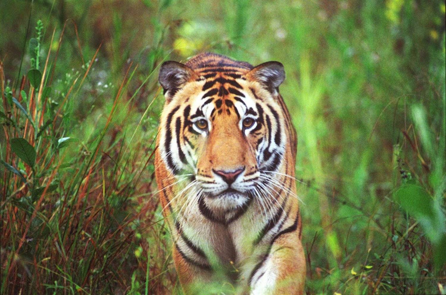Analog, Bengalian tiger, Cat, Forest, India, Kanha, Tiger, Wildelife, Алексей Бушов