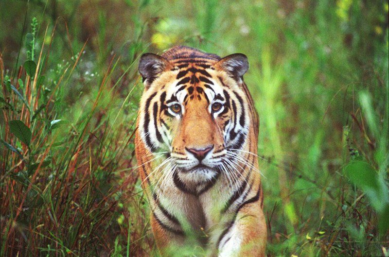 Analog, Bengalian tiger, Cat, Forest, India, Kanha, Tiger, Wildelife Бенгальский тигр. фото превью