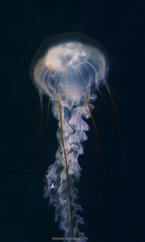 Японское море Бухта Рудная. Медузы. фото превью