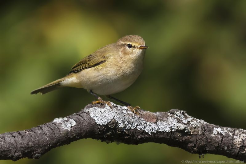 Пеночка теньковка Chiffchaff. фото превью