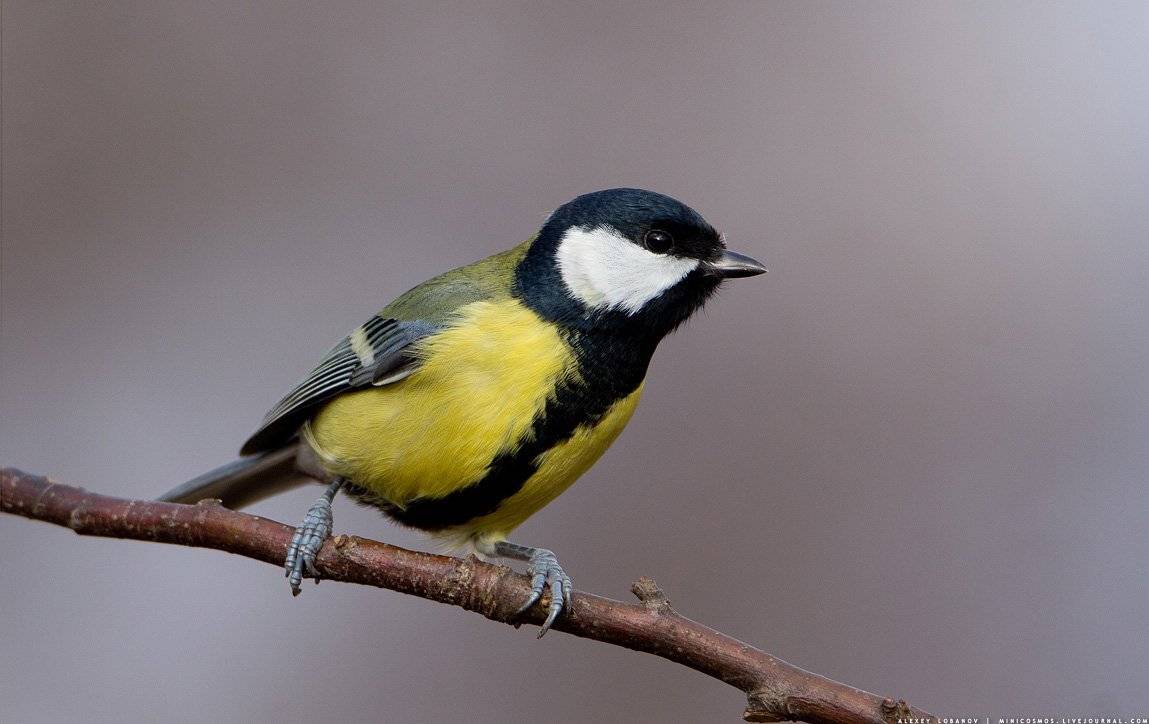 Большая синица, Алексей Лобанов