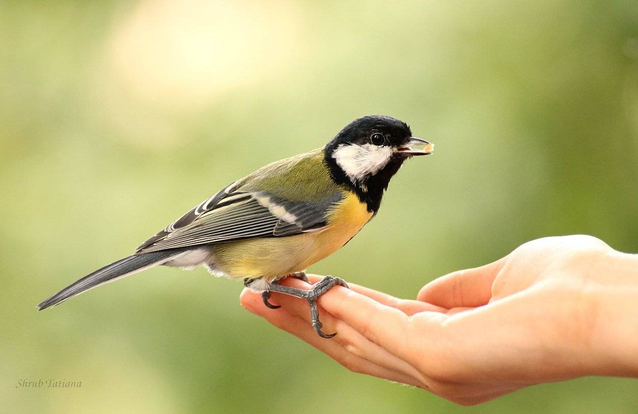 Клюет, Птицы синица, Беляева Татьяна